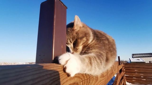 5 очевидных, но удивительных фактов о кошках смотреть онлайн