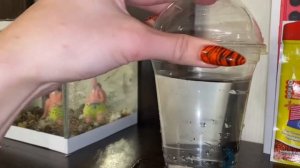 Рыбка петушок, запускаем в новый аквариум ??