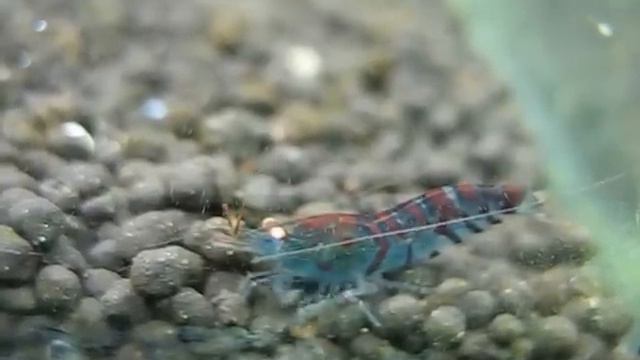 Orange eyed purple stripes blue tiger shrimp смотреть онлайн