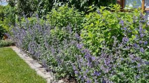 Прогулка по саду. Котовник и овсяница: плюсы и минусы растений.