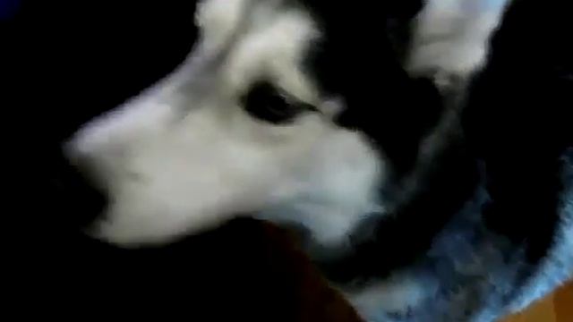 Govoryaschaya haski.360.mp4 смотреть онлайн