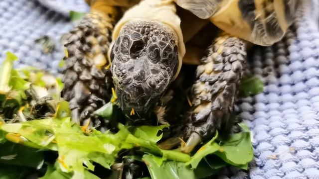 обед и сразу заморозка 🥗 очень ранняя осень 🍁🍂🍁 смотреть онлайн
