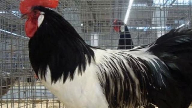 Разведение кур породы Лакенфельдер как бизнес идея | Птицеводство | Куры Лакенфельдер смотреть онлайн