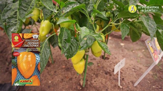 Выращивание ПЕРЦА в ОТКРЫТОМ ГРУНТЕ Подмосковья. Обзор сортов. Часть 1 смотреть онлайн