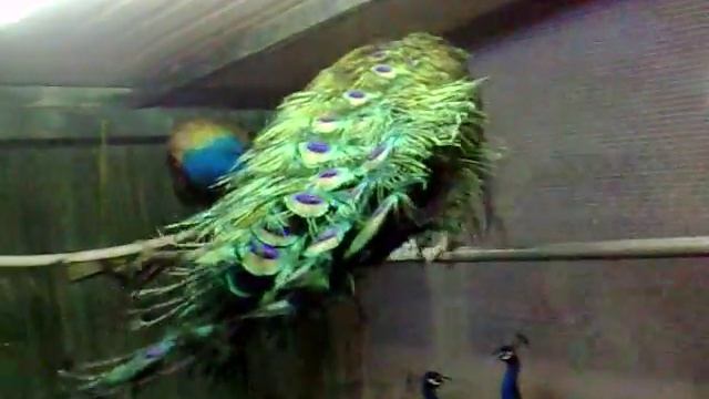 Павлины смотреть онлайн