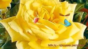 Роза чайно-гибридная Ландора (rose landora landora) ? обзор: как сажать, саженцы розы Ландора