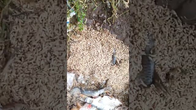 Опарыши, очень много опарышей