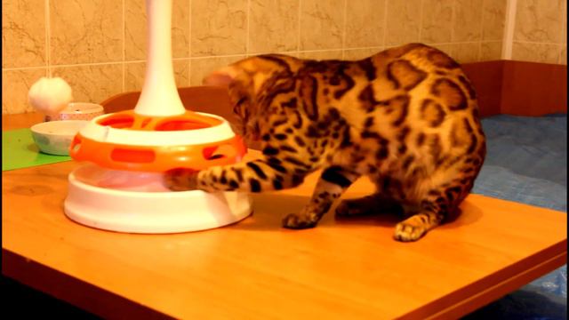 Бенгальская кошка - Freja .http://www.bengalocats.com/ смотреть онлайн