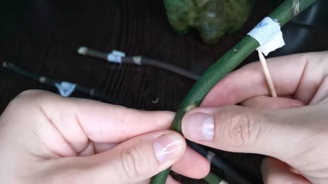 УРА!!! Проращиваю детку из цветоноса орхидеи фаленопсис. Начало эксперимента. Часть 1. смотреть онлайн