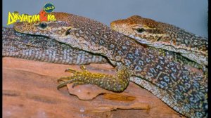 Deagostini ДЖУНГЛИ и КО МАКСИ ТРЕХЦВЕТНЫЙ ВАРАН Деагостини LISKA SHOW UNPACKING #3