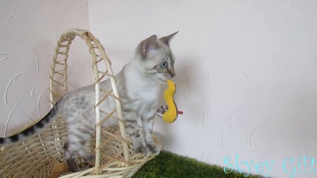 Bengal kitten for salecolor Seal lynx point, n 24 33 смотреть онлайн