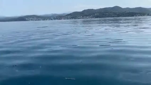 Морская прогулка в Сочи к дельфинам тел - 89890898081 смотреть онлайн