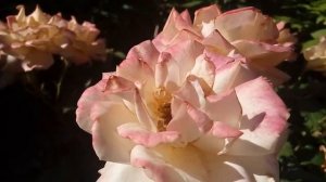 Плетистая роза Sahara (Сахара)