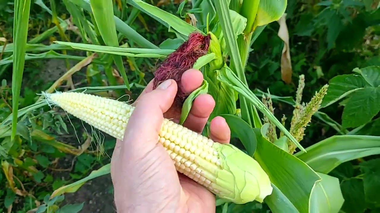 Вырастили кукурузу в огороде. Деревенский бизнес смотреть онлайн
