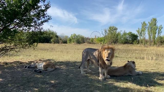 Лев Чук приватизировал сразу ДВУХ ЛЬВИЦ ! смотреть онлайн