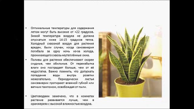 САНСЕВИЕРИЯ смотреть онлайн