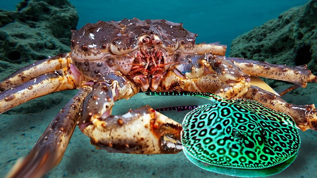 Вот Почему Крабы Ненавидят Скатов смотреть онлайн