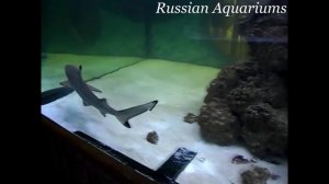 Аквариумная акула #2