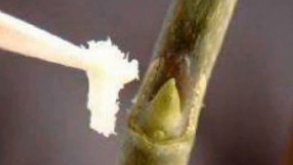 Цитокининовая паста - средство для цветения и размножения любых растений