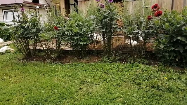 Купили гусей и цыплят бройлеров смотреть онлайн