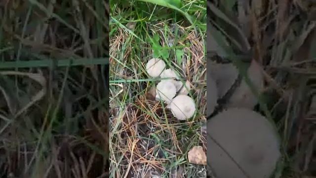 ЛЕСНАЯ ПЕРДУШКА. смотреть онлайн