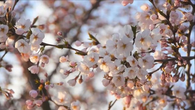 Татьяна Козловская Вишня белоснежная смотреть онлайн