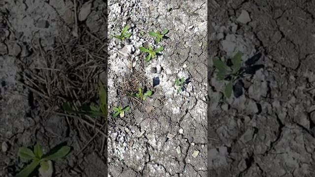 Заговор от сорняков! смотреть онлайн