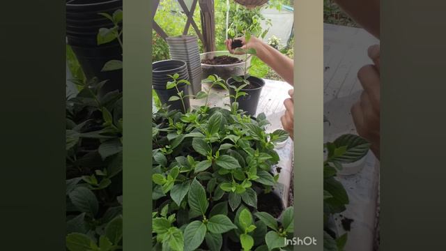 Черенки Самарской Лидии переросли 🤦. Видео от 07.07.2023 года. смотреть онлайн