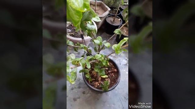 care care care hibiscus plant care/top 3 solutions in hindi/New update this week#2018 смотреть онлайн