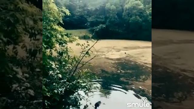 Песня черепахи Тортиллы смотреть онлайн