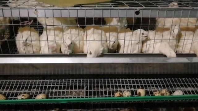 Норма кормления моих перепелов. смотреть онлайн