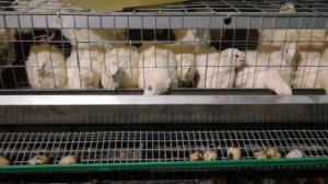 Норма кормления моих перепелов.