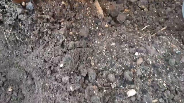 Посадка роз из питомника РОЗА -КУБАНЬ . смотреть онлайн