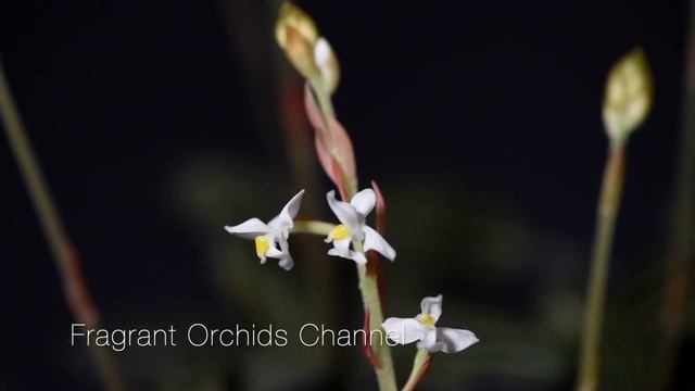 Ludisia discolor. Not fragrant, just beautiful! смотреть онлайн