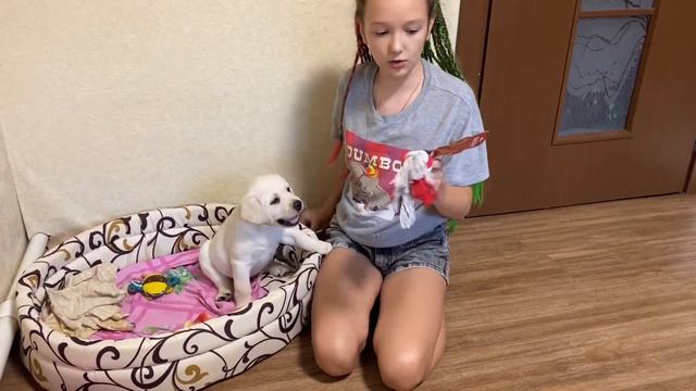 Покупки из зоомагазина/реакция собаки на игрушки смотреть онлайн