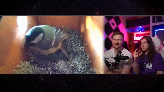 У НАС РОДИЛИСЬ МАЛЕНЬКИЕ ПТИЧКИ И ПОДВЕРГЛИСЬ АТАКЕ ХИЩНИКА! | РЕАКЦИЯ на SlivkiShow смотреть онлайн