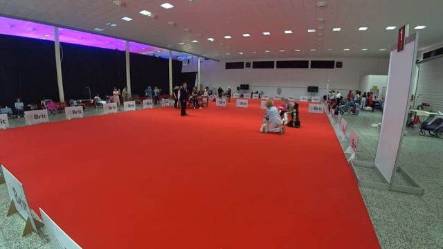 International Dog Show CACIB-FCI - Nitra (Slovakia), west highland white terrier, BOB, BOS, 07.06. смотреть онлайн