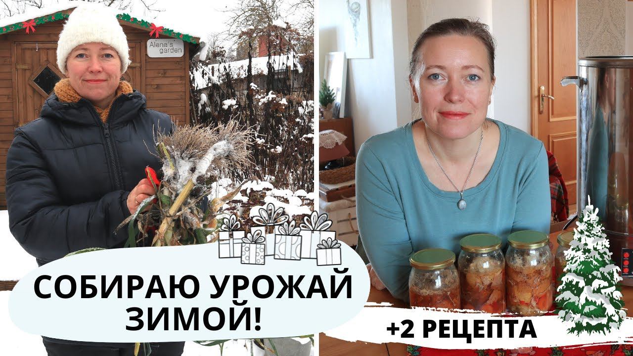 Мой сад в декабре и сбор урожая / Тушенка из Малиновки / Тыквенное молоко смотреть онлайн