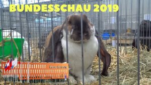 Английские, Мейсенские, Немецкие бараны на Бундесшоу в Германии