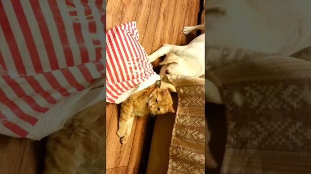 Рыжий черепах и лабрадор смотреть онлайн
