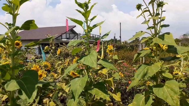 Sunflower (Helianthus Annuus)