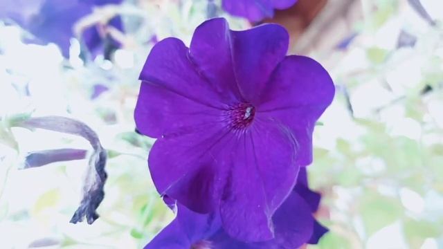 Петуния фиолетовая смотреть онлайн