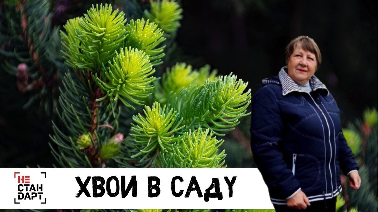Хвойные растения в саду . Нестандарт смотреть онлайн
