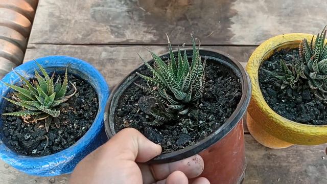 How to care Zebra haworthia | Problems | Propagation | Succulent and Cactus Series | Video 1 смотреть онлайн