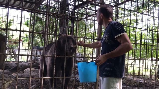 Кавказский медведь смотреть онлайн