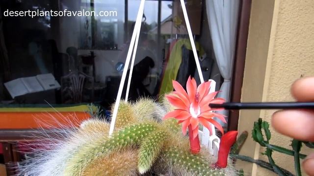 Pollinating Cactus flowers for seed - Cleistocactus - Monkey's Tail Cactus смотреть онлайн