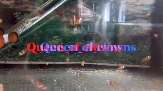 Рыбы клоуны амфиприоны оцеллярисы. смотреть онлайн