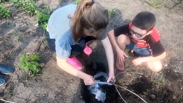 Как сажать йошту (смородина + крыжовник) смотреть онлайн