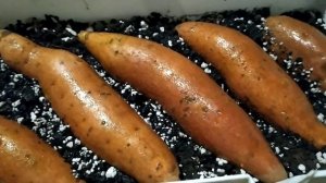 Проращивание батата перед посадкой на грядку. Эксперимент....