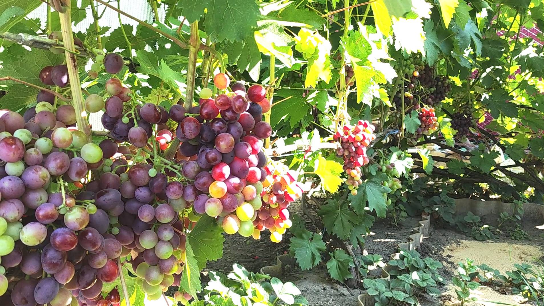 Чем обработать виноград летом во время созревания ягод.Один из лучших фунгицидов от оидиума. смотреть онлайн